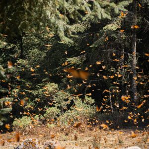 Mariposa Monarca: santuarios de Michoacán