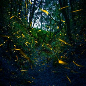 Luciérnagas de Nanacamilpa: en el bosque