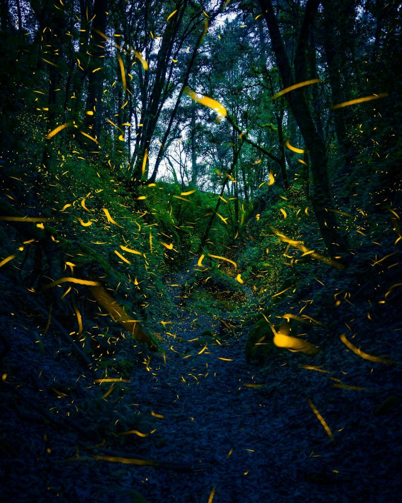 Luciérnagas de Nanacamilpa: en el bosque