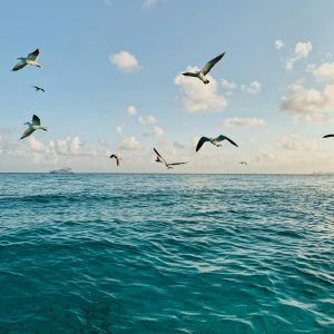 Isla Contoy: santuario de aves en el Caribe
