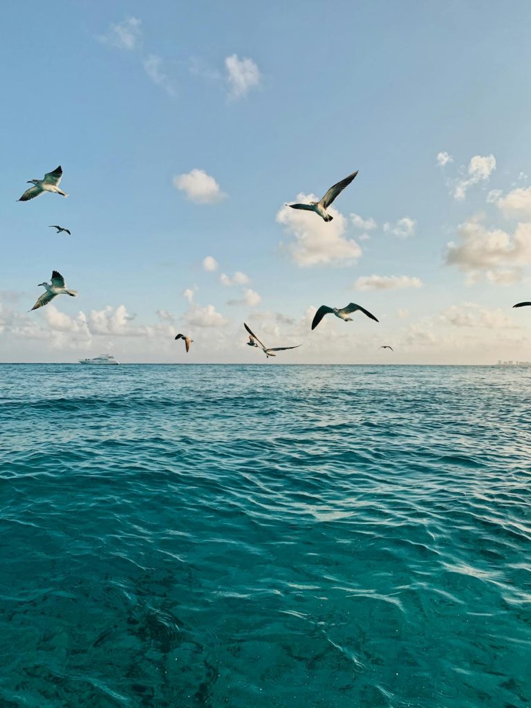Isla Contoy: santuario de aves en el Caribe