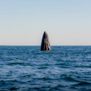 Ballena gris en Guerrero Negro: la laguna Ojo de Liebre