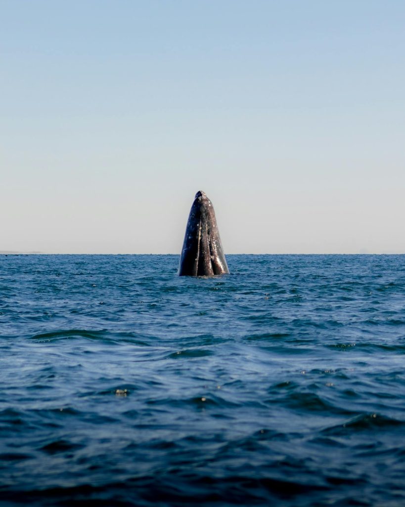 Ballena gris en Guerrero Negro: la laguna Ojo de Liebre