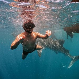 Holbox: tiburón ballena y manglares